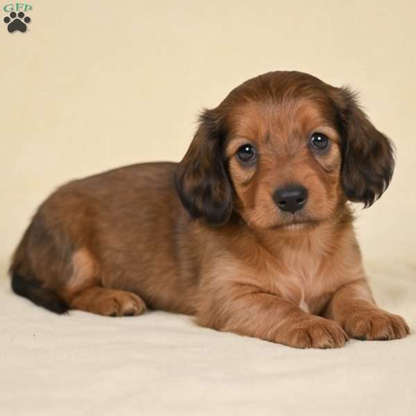 Remmi, Dachshund Puppy